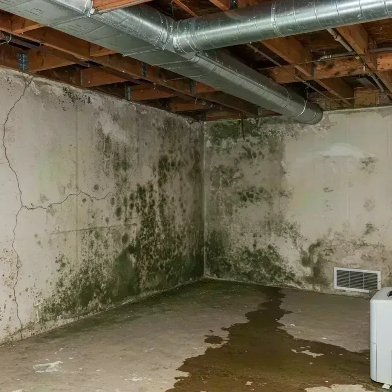 Professional Mold Removal in Near North Side, IL